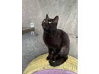 Adopt Mimi a Domestic Short Hair