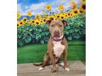 Adopt 'Tia' a Pit Bull Terrier