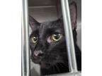 Adopt Roadrunner a Domestic Short Hair