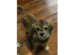 Adopt Darcy a Border Terrier, Miniature Schnauzer