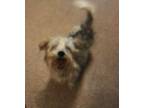 Adopt Greta a Yorkshire Terrier, Miniature Poodle