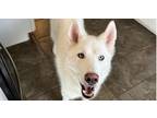 Adopt Teea a Husky