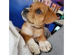 Adopt Paige a Beagle