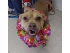 Adopt Grace a Pit Bull Terrier