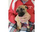 Adopt Blossom a Black Mouth Cur, Belgian Shepherd / Malinois