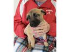 Adopt Blossom a Black Mouth Cur