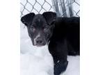 Adopt Thora a Hound, Mixed Breed
