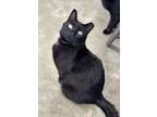 Adopt Cherish a Domestic Short Hair