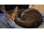 Adopt Vixen a Tabby