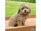 Poodle (Toy) Puppy for sale in Carbondale, IL, USA