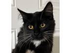 Adopt Jasmine a Domestic Medium Hair