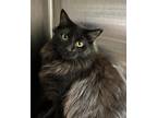 Adopt Argennis a Domestic Long Hair