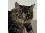 Adopt Abbey a Domestic Medium Hair