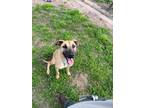 Adopt Boo a Great Dane, Black Mouth Cur