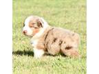 Australian Shepherd Puppy for sale in Chickasha, OK, USA