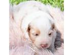 Australian Shepherd Puppy for sale in Chickasha, OK, USA