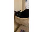 Adopt Mittens a Domestic Short Hair