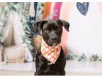 Adopt Anya a Pit Bull Terrier, Australian Cattle Dog / Blue Heeler