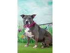 Adopt Bernice a American Staffordshire Terrier