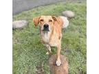 Adopt Sunny (HW+) 01-1633 a Retriever