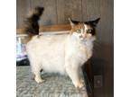 Adopt Jazzy a Domestic Medium Hair