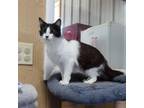 Adopt Angel a Domestic Long Hair