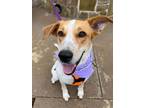 Adopt 23-093 Jazz a Australian Cattle Dog / Blue Heeler, Hound