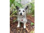 Adopt Pearl a Miniature Schnauzer, Cairn Terrier