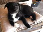 Adopt Soxy a Australian Shepherd, Labrador Retriever