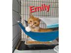 Adopt Emily a Domestic Short Hair