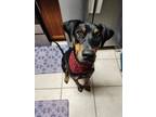 Adopt Luna a Doberman Pinscher, Rottweiler