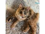 Adopt Pumpkin Denton a Domestic Medium Hair