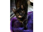 Adopt Carrot Cake a Domestic Short Hair