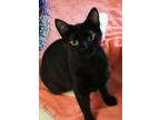 Adopt German Chocolate a Domestic Short Hair