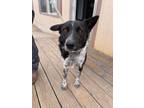 Adopt Trixie a Australian Cattle Dog / Blue Heeler, Collie