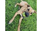 Adopt Luna a Black Mouth Cur, Mixed Breed