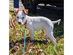 Adopt Poppy a Jack Russell Terrier, Mixed Breed
