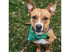 Adopt Marge a Pit Bull Terrier, Staffordshire Bull Terrier