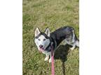 Adopt Moona a Siberian Husky