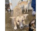 Adopt Daisy Pup a Carolina Dog, Black Mouth Cur