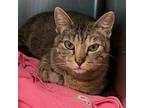 Adopt Red Velvet Cheesecake a Domestic Short Hair