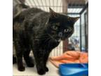 Adopt Large Marge a Domestic Short Hair