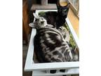 Adopt Navy & Garbanzo a Domestic Short Hair