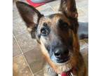 Adopt Princess Jasmine a German Shepherd Dog