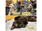 Adopt Taylor, Dolly, and Kelsie a Domestic Short Hair