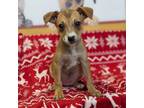 Adopt Clover a Mixed Breed