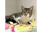 Adopt Dryer a Domestic Short Hair