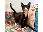 Adopt Fries a Domestic Short Hair