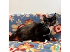 Adopt Burger a Domestic Short Hair