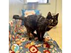 Adopt Shelly a Domestic Short Hair